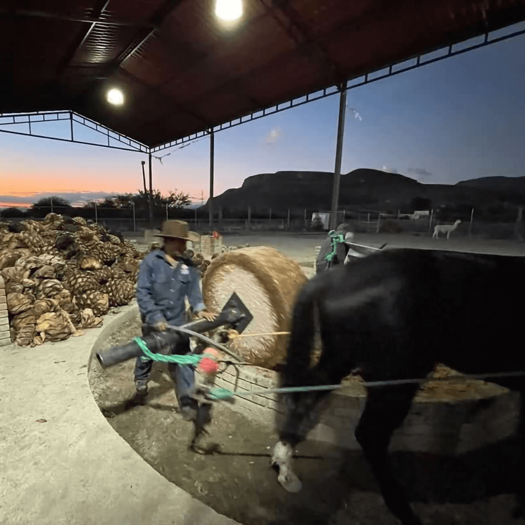 molienda del agave para mezcal artesanal